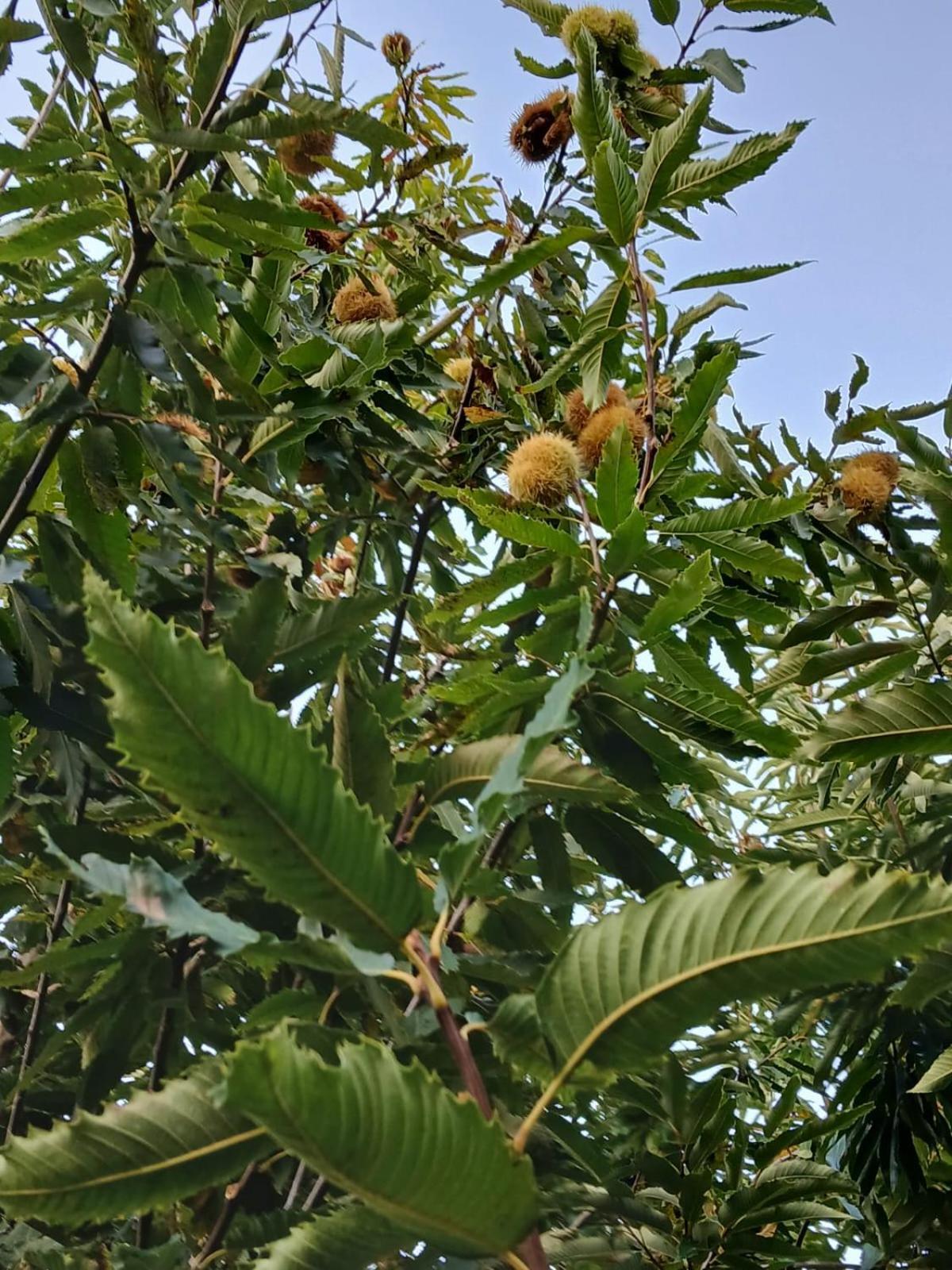 Terra Vitale Cava deʼ Tirreni Esterno foto